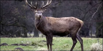 Le cerf ne perd jamais ses bois.