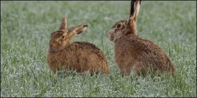 Que fait le lièvre lorsqu'il s'accouple ?