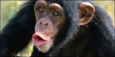 Comment appelle-t-on la femelle du singe ?