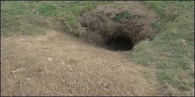 Lequel de ces animaux ne vit pas dans un terrier ?