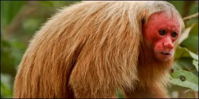 Quel animal est le ouakari ?