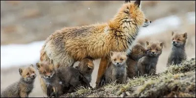 De quelle couleur est le renardeau a la naissance ?