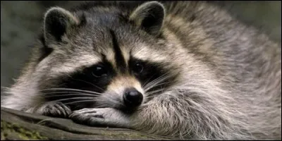 Sur quel continent voit-on le plus de raton laveur ?