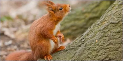 L'écureuil roux d'Europe n'hiberne pas.
