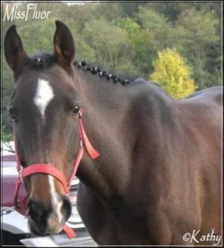 Quelle est la robe de ce cheval ?