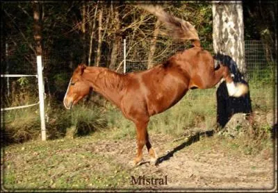 Le cheval (ou le poney ) possde-t-il un avant-main, un corps et un arrire main ?