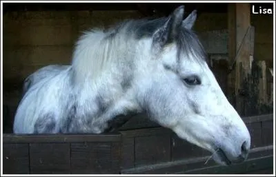 Pour dbrider votre monture vous devez dmonter entirement le filet