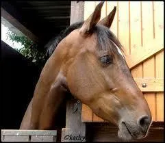 Quelle aide n'est pas une aide artificielle ?