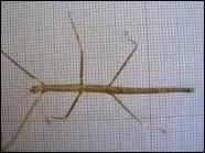 Quelle longueur peut atteindre le phasme de Borno ?