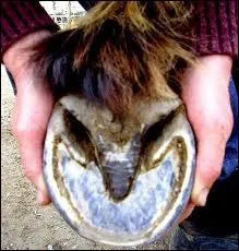 Si le sabot de notre cheval est sale, que fait-on ?