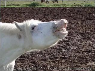 Qu'est-ce que le flehmen ?