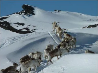 Quelle chane de montagnes, culminant en Sude  2100m, spare la Sude de la Norvge ?