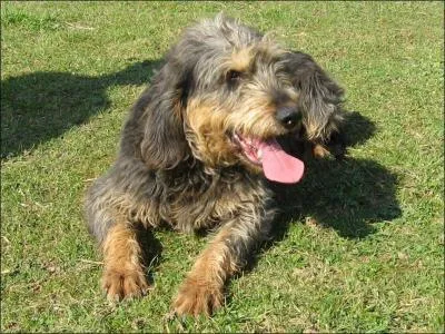 Quel est le nom de ce griffon ?