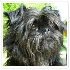 Quel est le nom de ce griffon ?