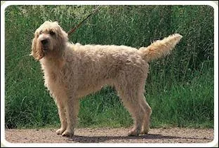 Quel est le nom de ce griffon ?