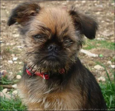 Quel est le nom de ce griffon ?