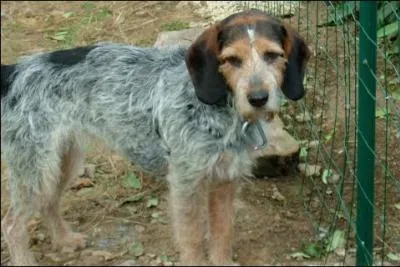 Quel est le nom de ce griffon ?