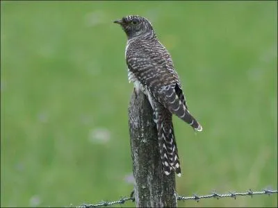Mais quel est cet oiseau ?