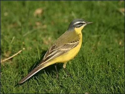 Mais quel est cet oiseau ?