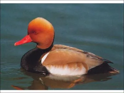 Mais quel est cet oiseau ?