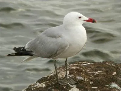 Mais quel est cet oiseau ?