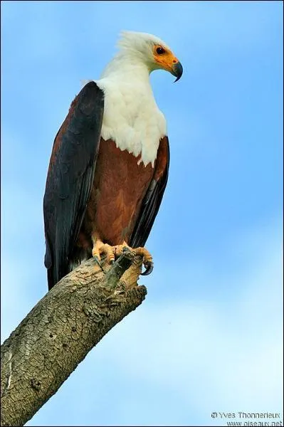 Mais quel est cet oiseau ?