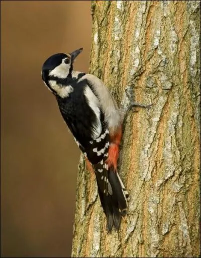 Mais quel est cet oiseau ?