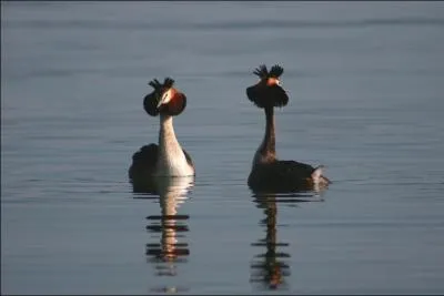 Mais quels sont ces oiseaux ?
