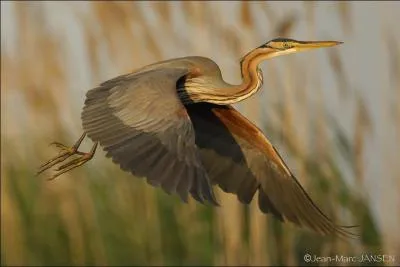 Mais quel est cet oiseau ?