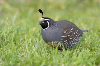 Mais quel est cet oiseau ?