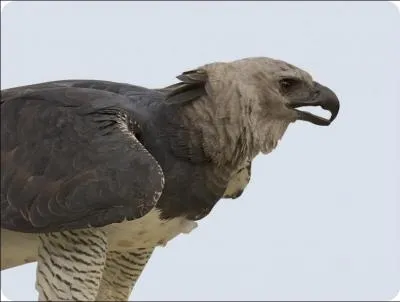 Mais quel est cet oiseau ?