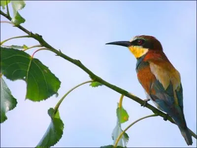 Mais quel est cet oiseau ?