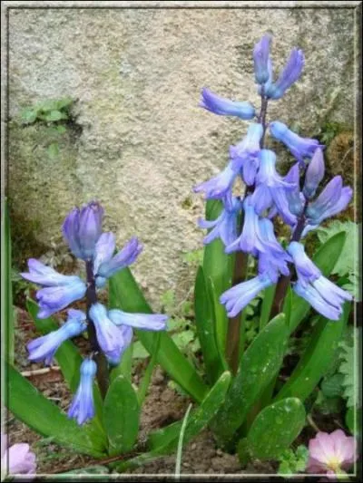 O trouve-t-on la fleur de Kali ?