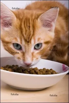 Quel est l'aliment artificiel qui contient le plus d'eau pour un chat ?