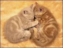 Combien de temps un chat consacre t-il  ses siestes ?