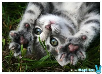 Le chat a 20 griffes...