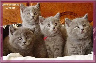 Combien de chatons comporte en moyenne une porte ?