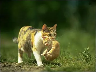 A quel ge peut-on enlever un chaton a sa mre ?