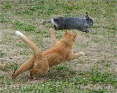 Un chat mange t-il un animal mort ?