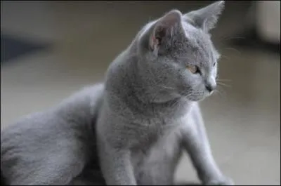 Le chartreux a une robe ... ...
