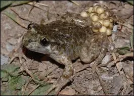 La grenouille pond entre ...