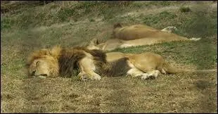 Le lion dort ...