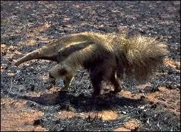 La langue du tamanoir ou fourmillier peut mesurer ...