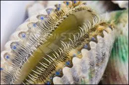 La coquille saint-Jacques a ?