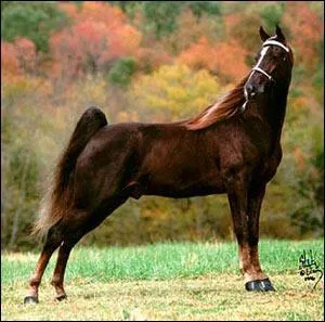 De quelle race s'agit-il ?