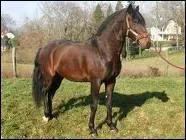 De quelle race s'agit-il ?