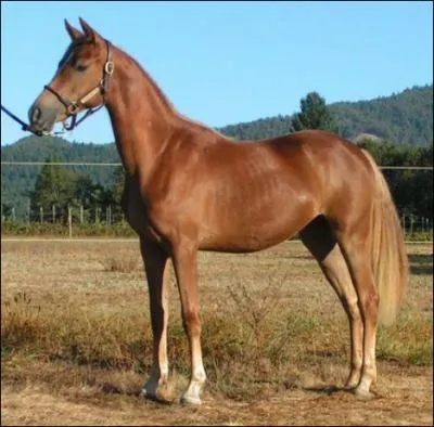 De quelle race s'agit-il ?