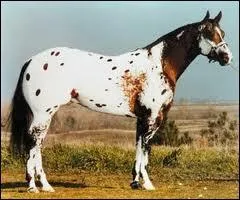 De quelle race s'agit-il ?