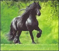 De quelle race s'agit-il ?