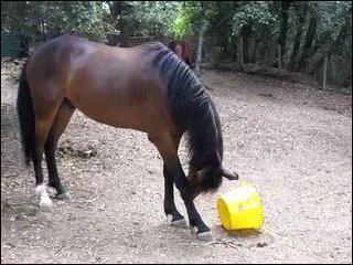 De quelle race s'agit-il ?